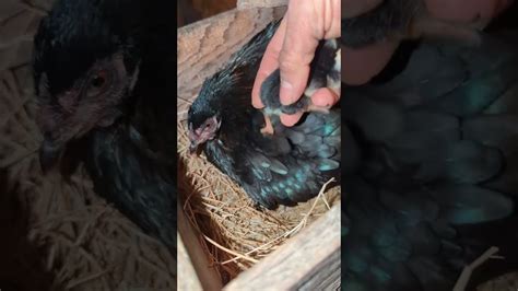 how to prepare gamefowl|How to Prepare (PRIMING) Gamefowls before breeding .